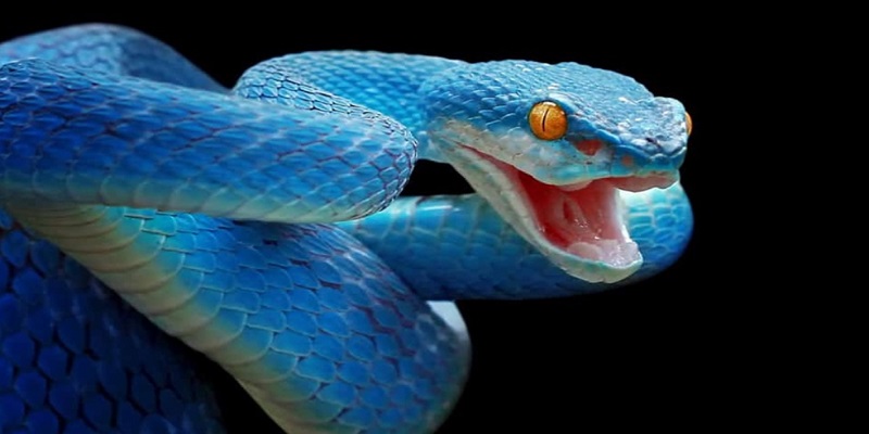 Phân tích ý nghĩa các loài rắn cắn trong giấc mơ