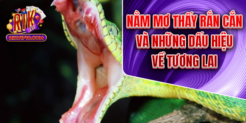 Nằm Mơ Thấy Rắn Cắn Và Những Dấu Hiệu Về Tương Lai